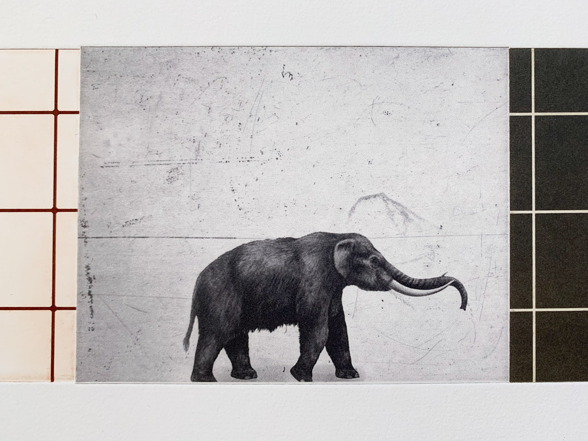 ARNOLD HAGSTRÖM | Elephant