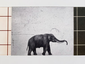 ARNOLD HAGSTRÖM | Elephant