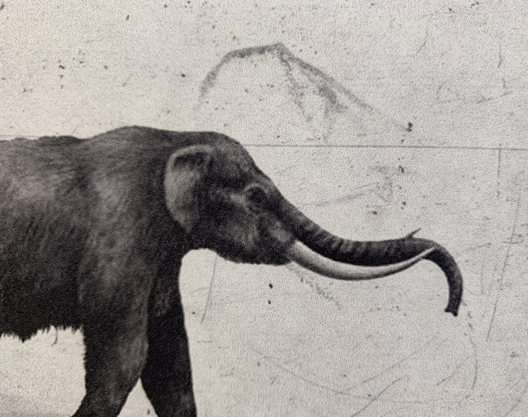 ARNOLD HAGSTRÖM | Elephant