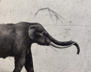 ARNOLD HAGSTRÖM | Elephant