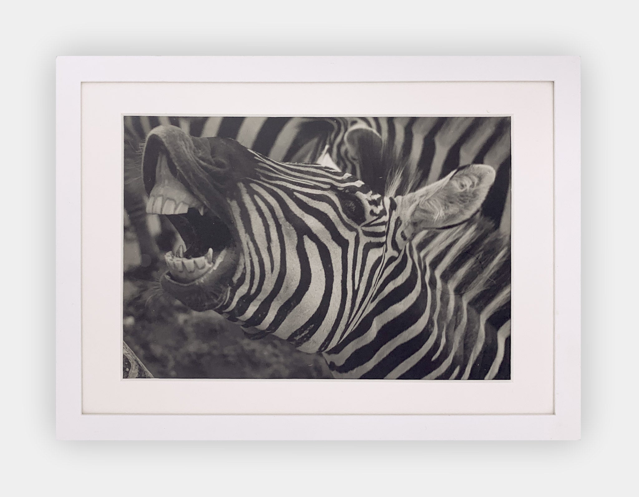 GERT MÄHLER | Zebra